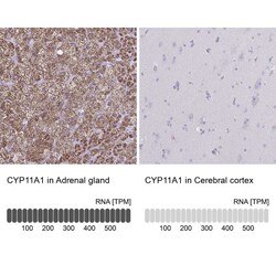 CYP11A1 Antibody, Novus Biologicals:Antibodies:Primary Antibodies